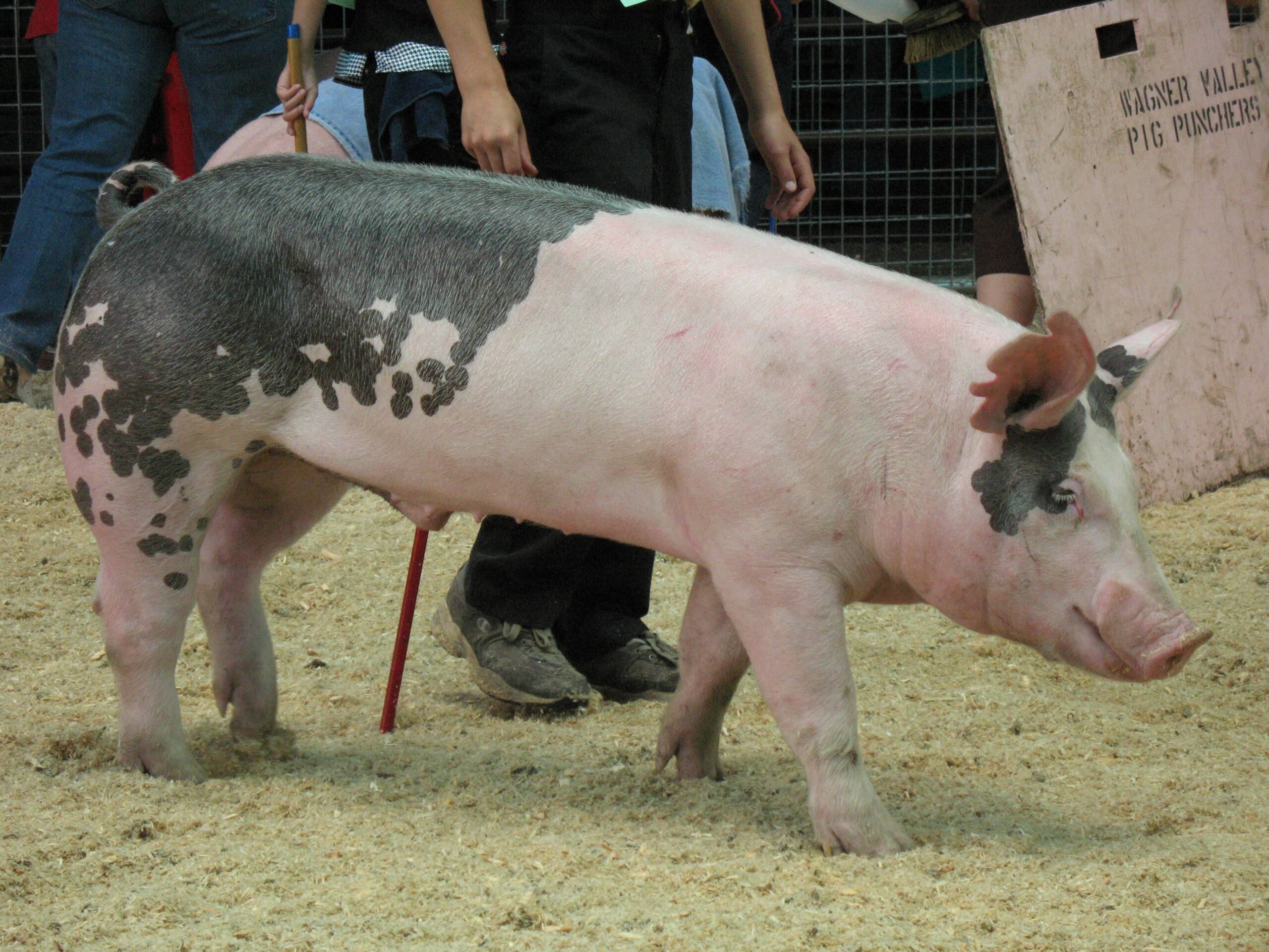 A pink and black spotted market pig standing on wood shavings in a show ring, with handlers visible in the background.
