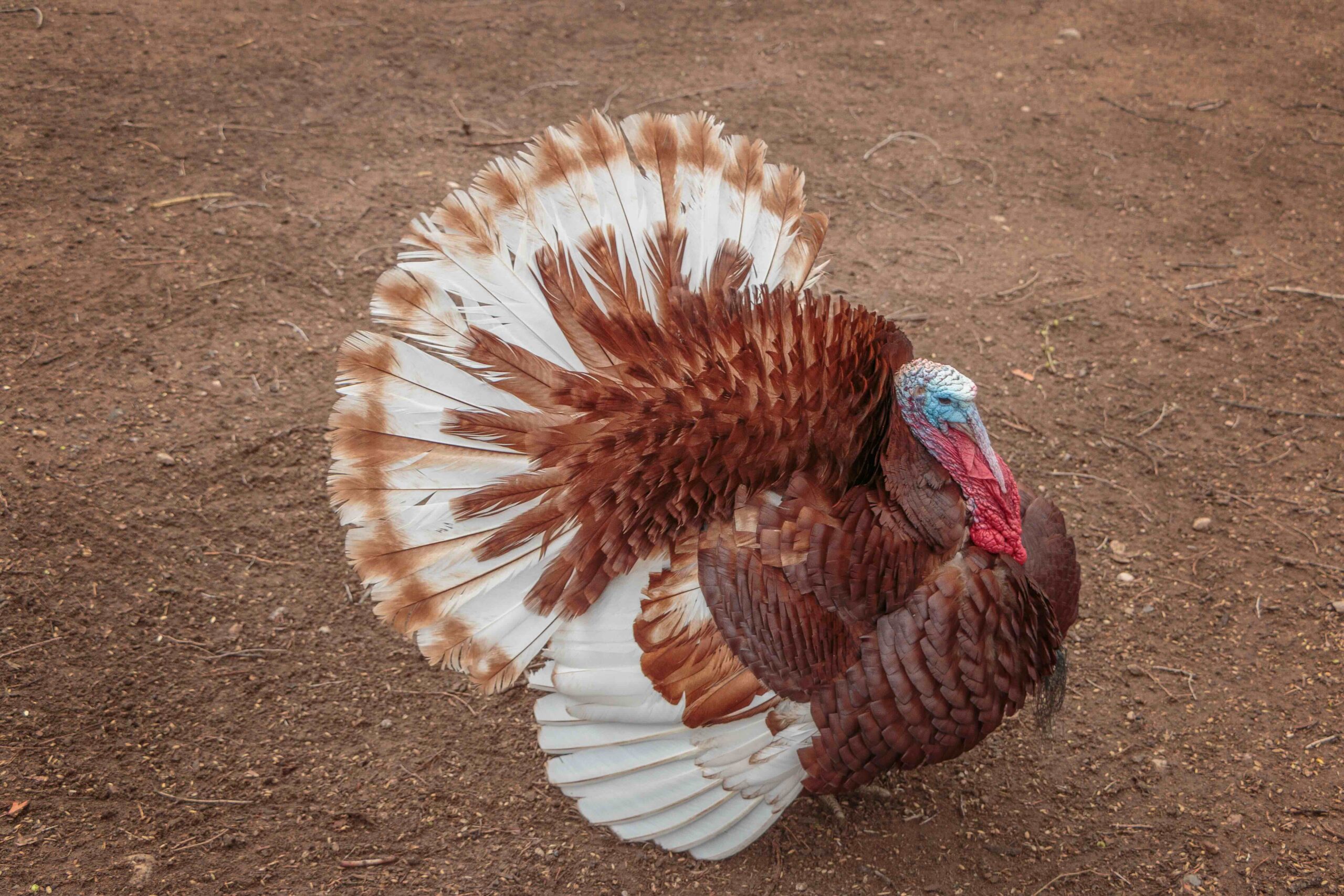 A Bourbon Red turkey displaying its copper and white feathers on a dirt ground.