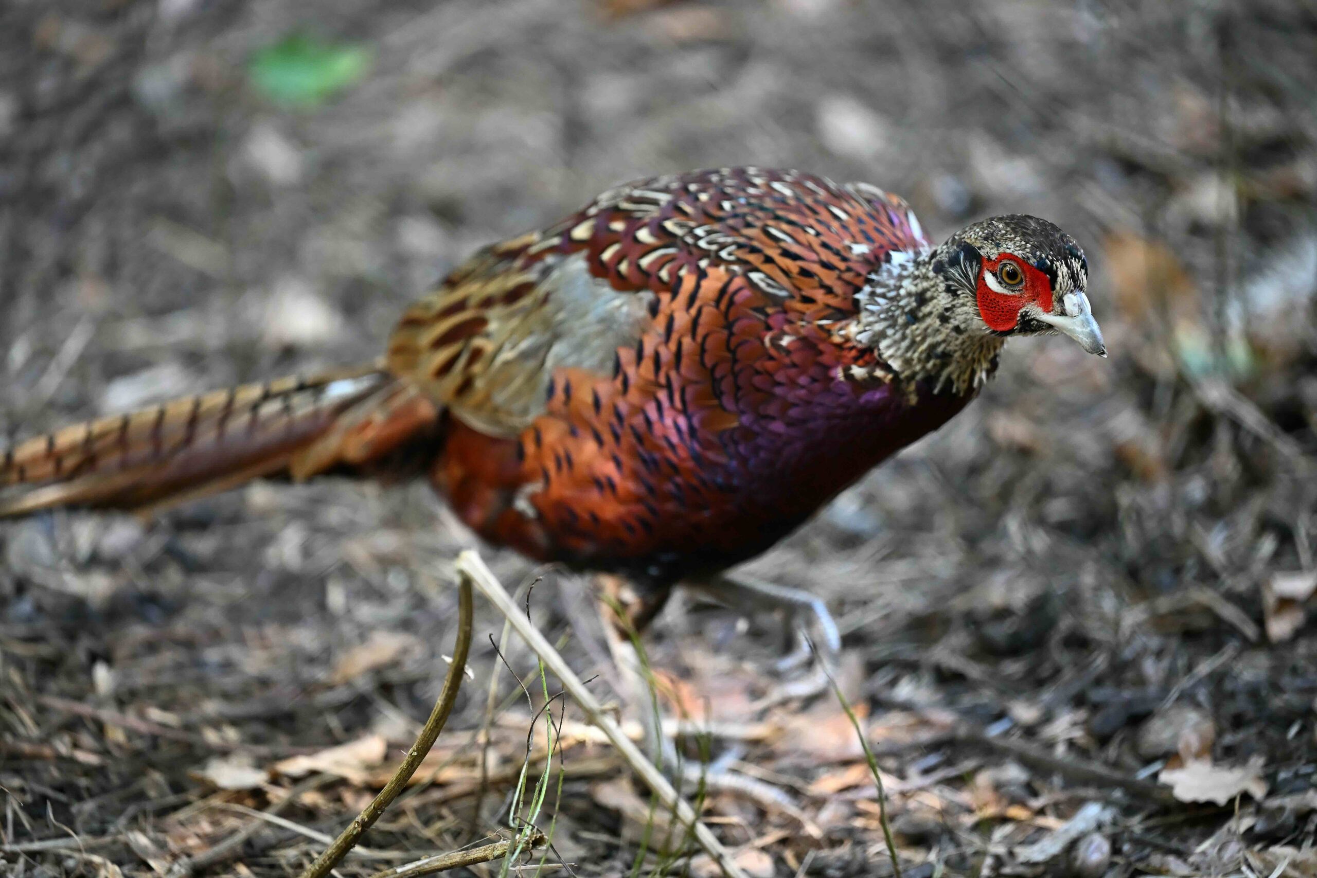 A colorful male Ring-necked Pheasant with a vibrant red face and iridescent green neck standing in a grassy field.