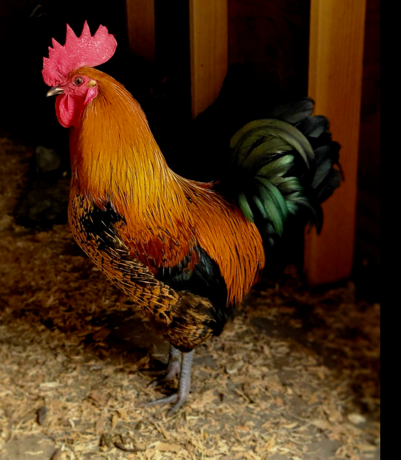 A vibrant rooster with golden-orange neck feathers, a bright red comb and wattle, and iridescent dark green tail feathers stands on a bed of wood shavings.