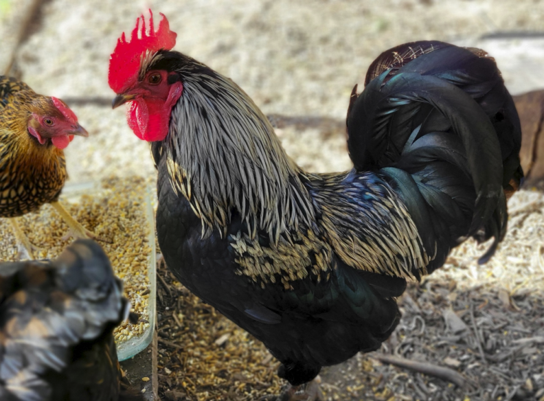 A black rooster with silver hackle feathers and a bright red comb stands near a feeder, accompanied by two hens in the background.