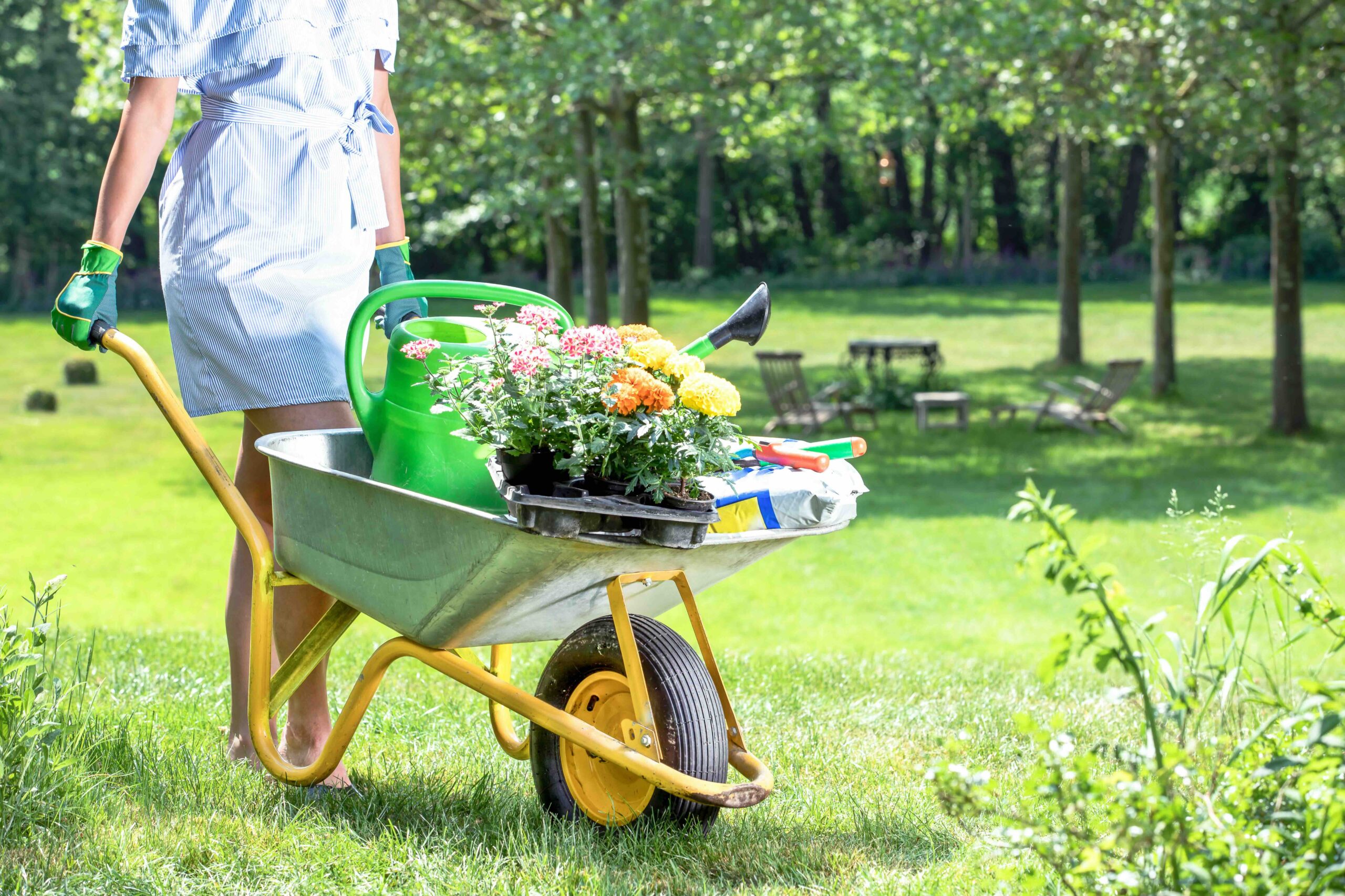 A woman in gardening gloves pushing a yellow wheelbarrow filled with a green watering can and colorful potted flowers across a sunny lawn.