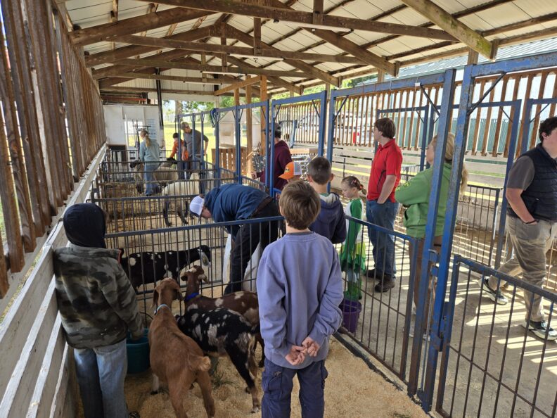 A group of children and adults gathered inside a covered barn with wooden and metal animal pens, observing small goats and sheep.