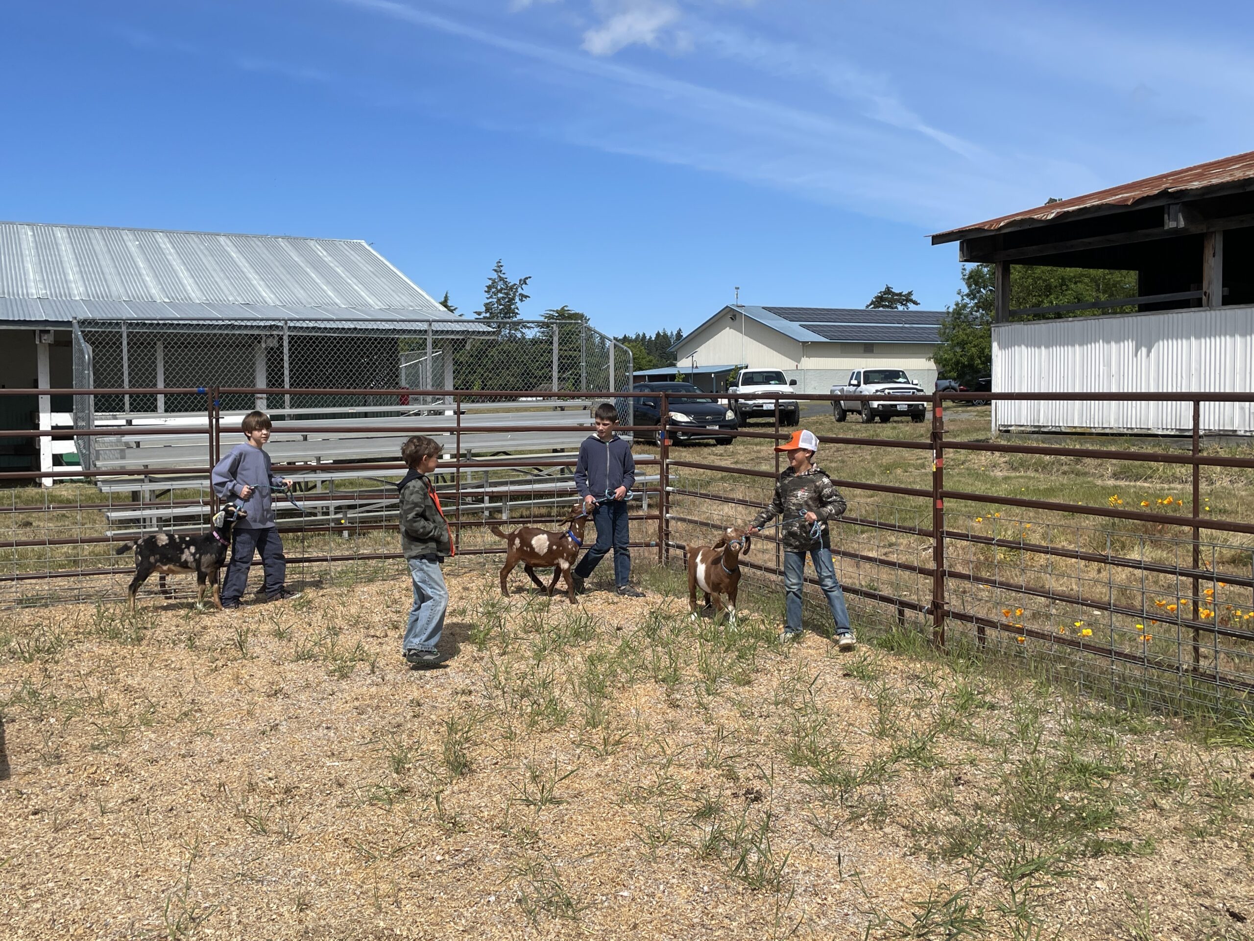 Four young boys leading and handling small goats on leashes inside an outdoor metal-fenced enclosure on a sunny day.