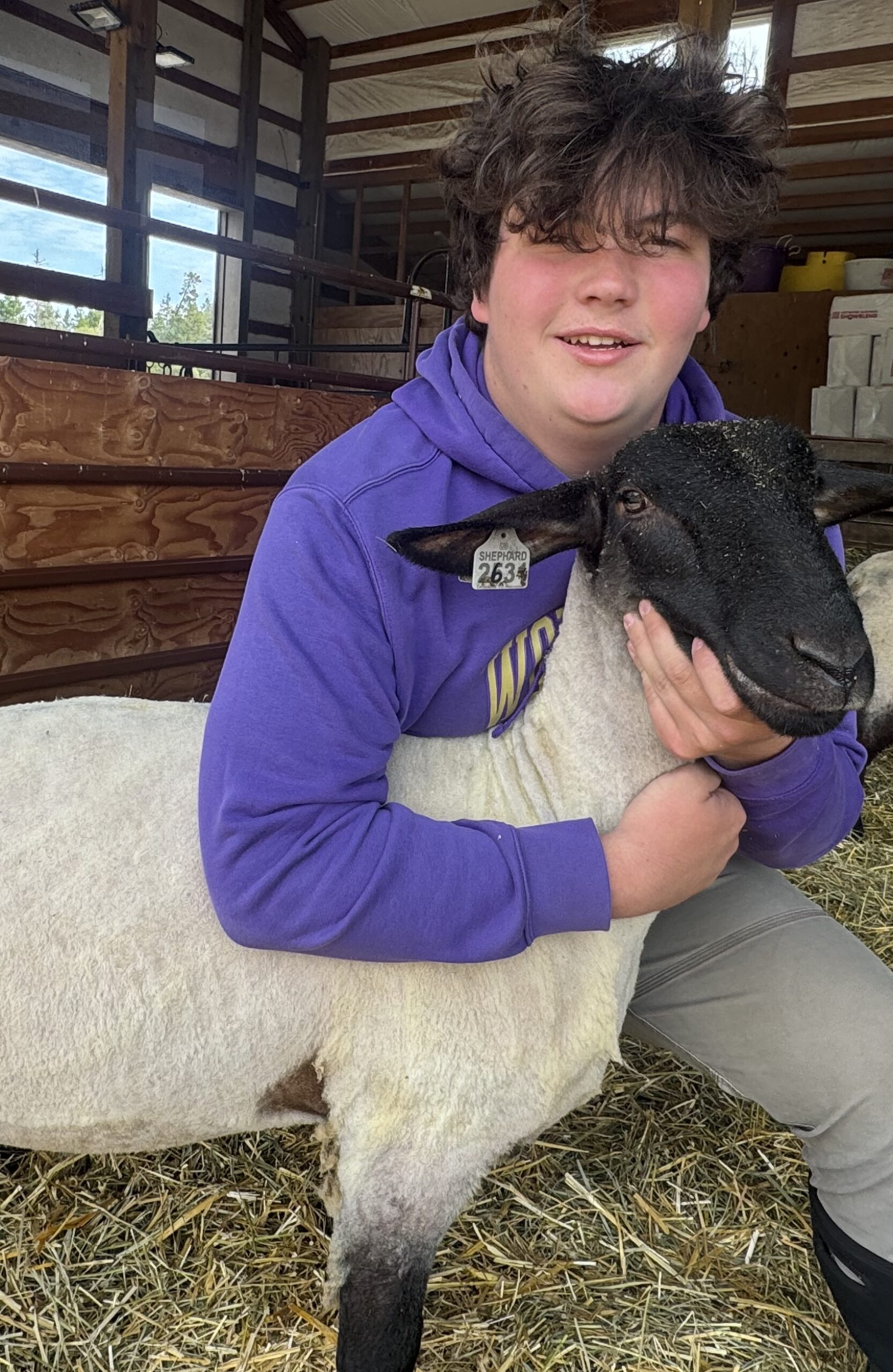 A young person in a purple hoodie kneels on straw inside a barn, posing with a market lamb that has a black face and white fleece.