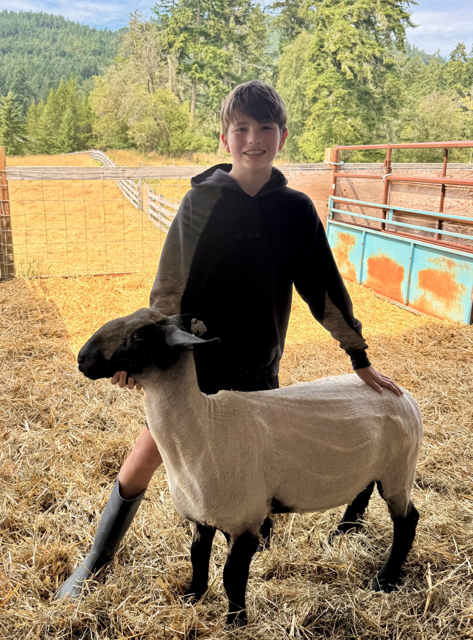 A young boy wearing a black hoodie and rubber boots stands in a straw-filled pen next to a market lamb with a black face and white fleece.