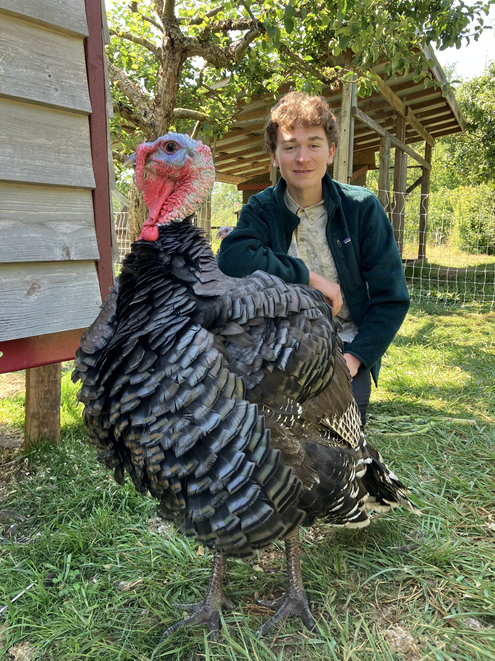 A young man wearing a green jacket kneels outside near a wooden structure beside a large, dark-feathered turkey with a colorful red and blue head.
