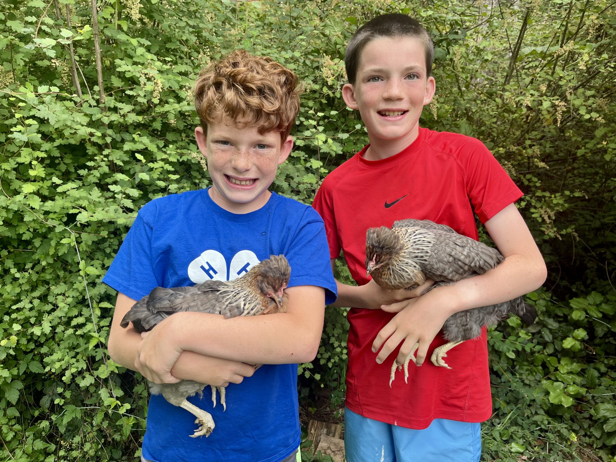 Two young boys standing side-by-side outdoors in front of leafy bushes, each holding a grey and brown chicken.