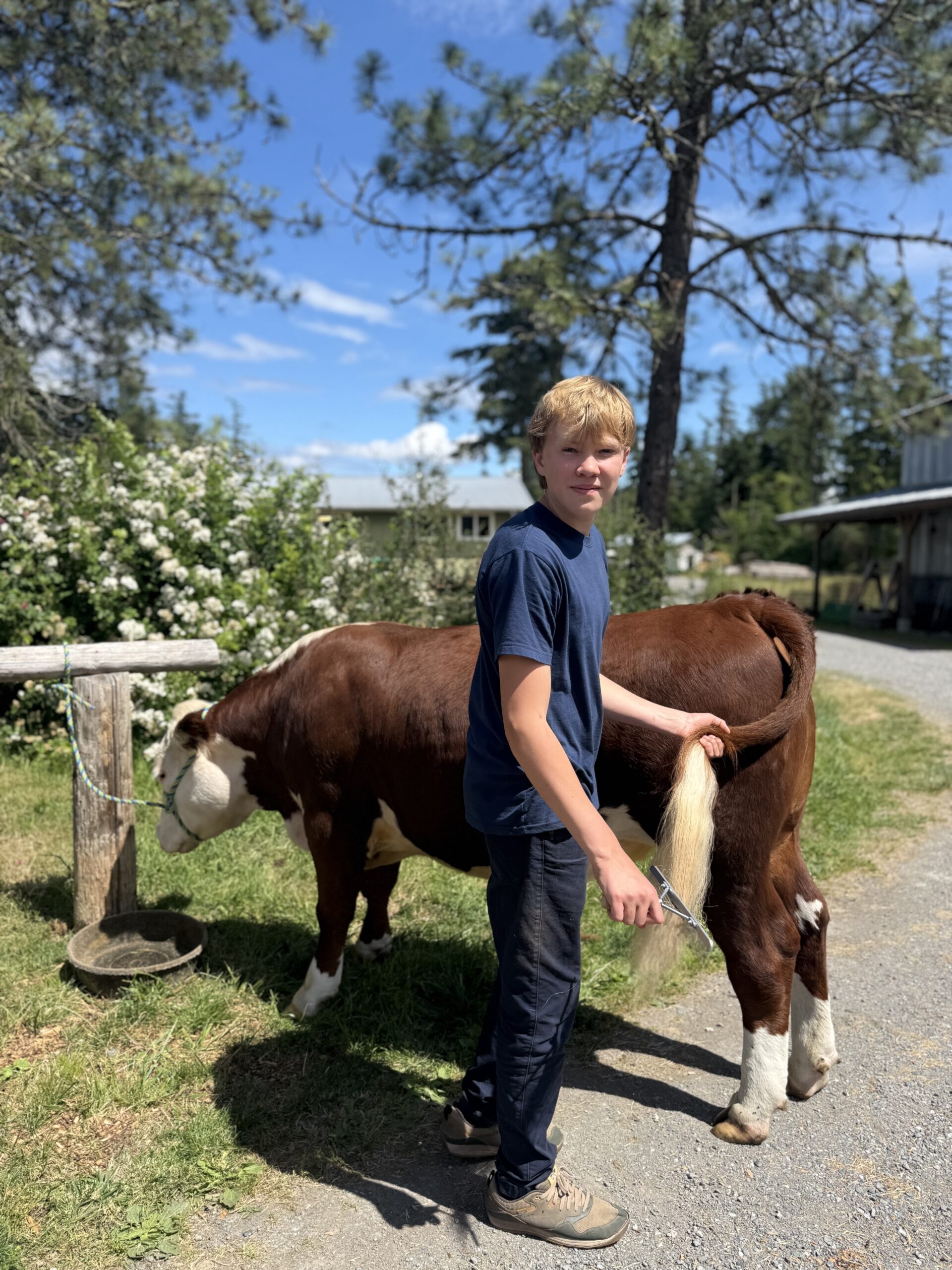 A young person in a blue t-shirt and dark pants standing outside next to a brown and white cow, holding a comb to brush the cow's tail on a sunny day.
