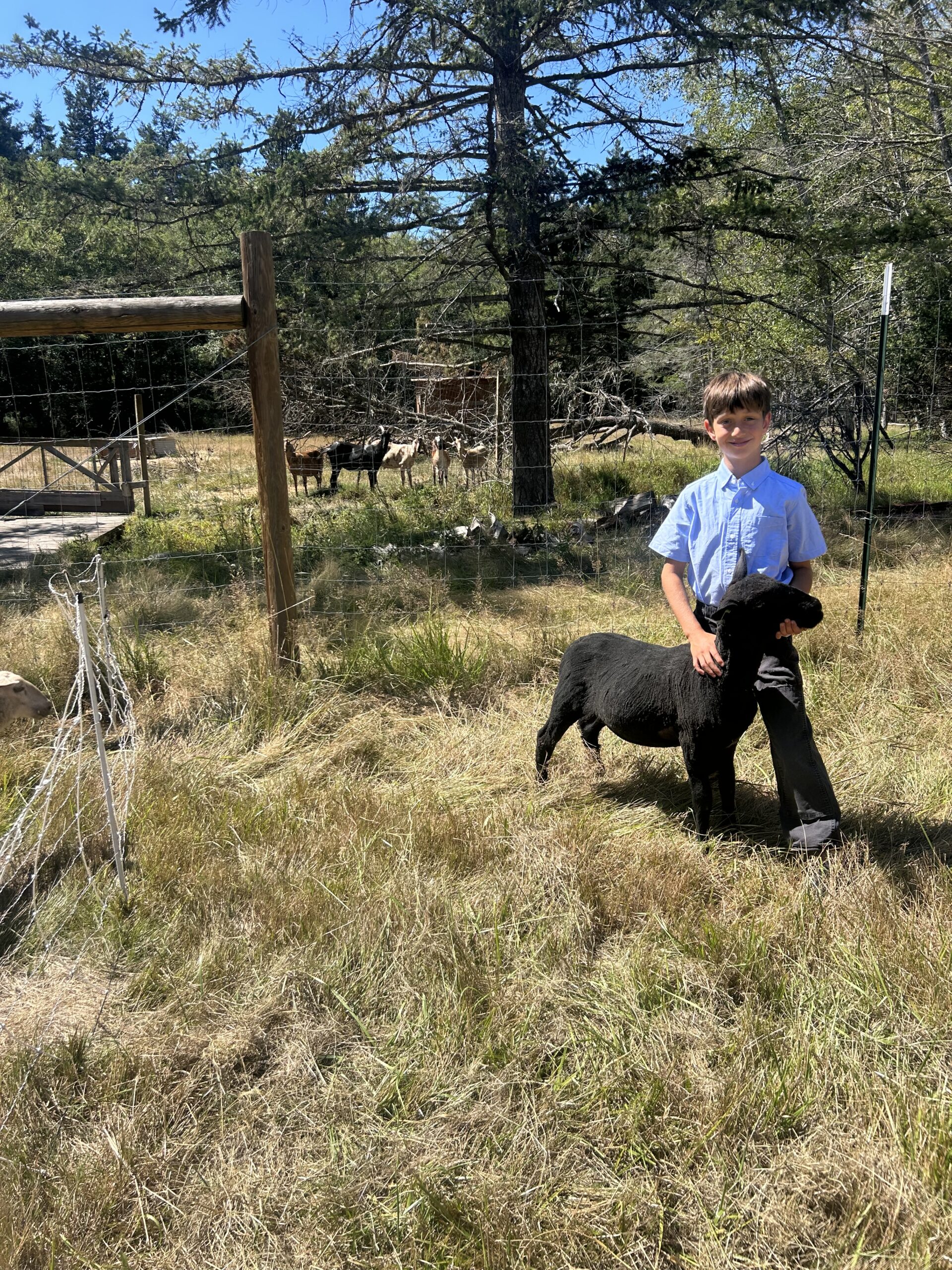 A smiling young boy in a light blue short-sleeved button-up shirt standing outdoors in a grassy field next to a black sheep, holding its neck.