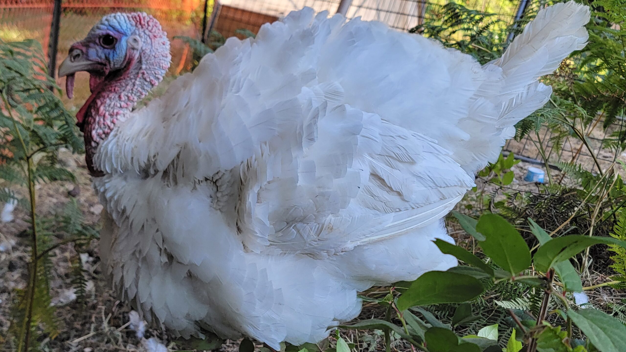 A large white turkey standing outdoors in a garden area with green plants and foliage.