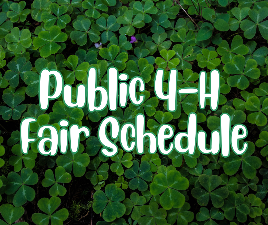 White stylized text reading "Public 4-H Fair Schedule" outlined in green over a bed of green clovers.