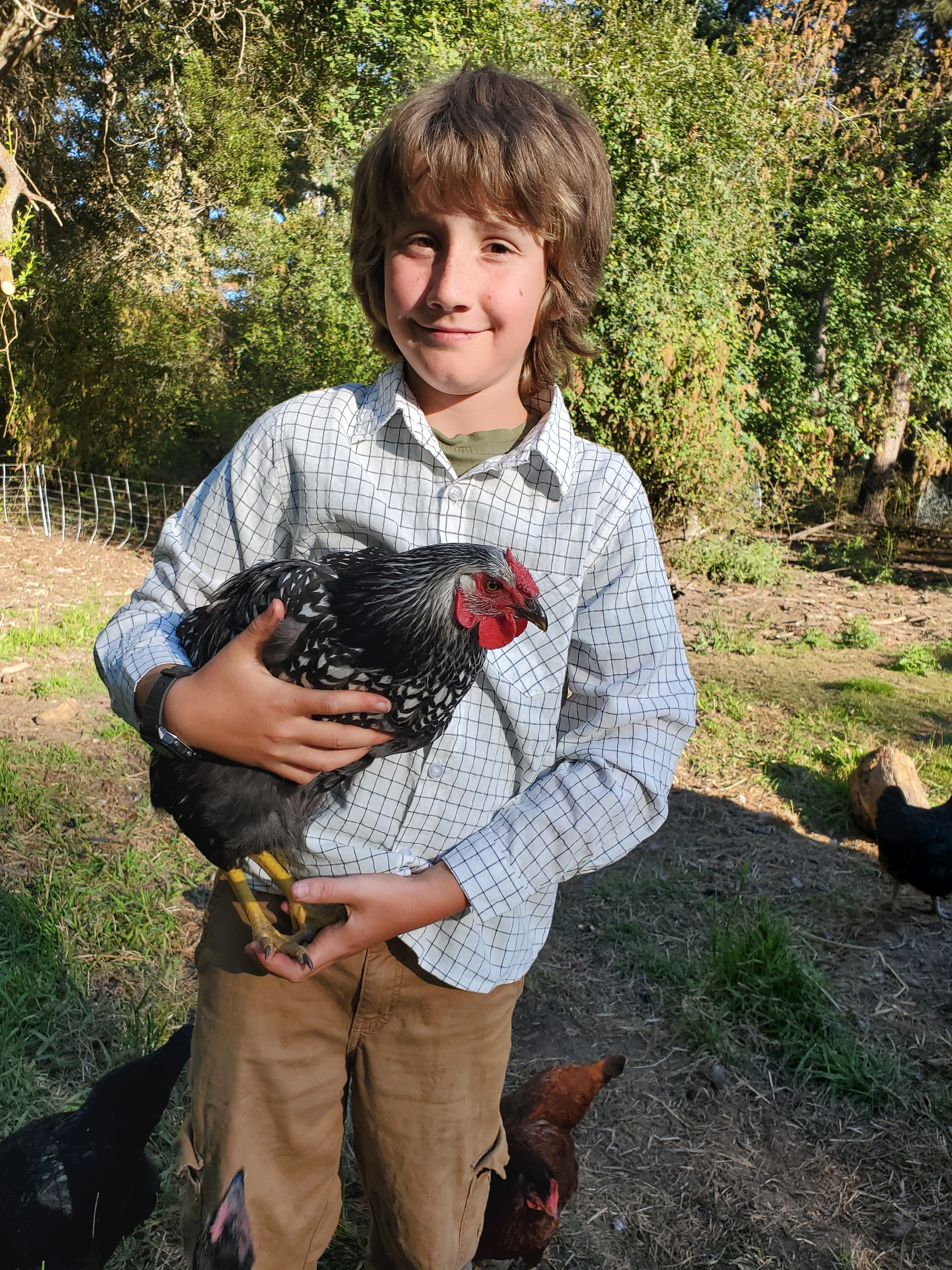 A smiling young boy wearing a white grid-patterned long-sleeve button-down shirt holding a black and white silver-laced chicken outdoors.