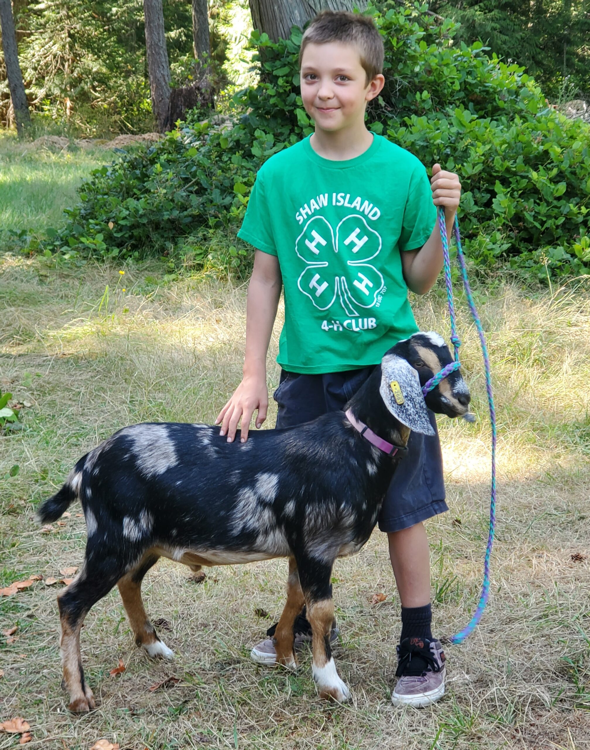 A young boy in a green 4-H t-shirt stands outside in a grassy area, holding the lead rope of a black, grey, and brown spotted goat.