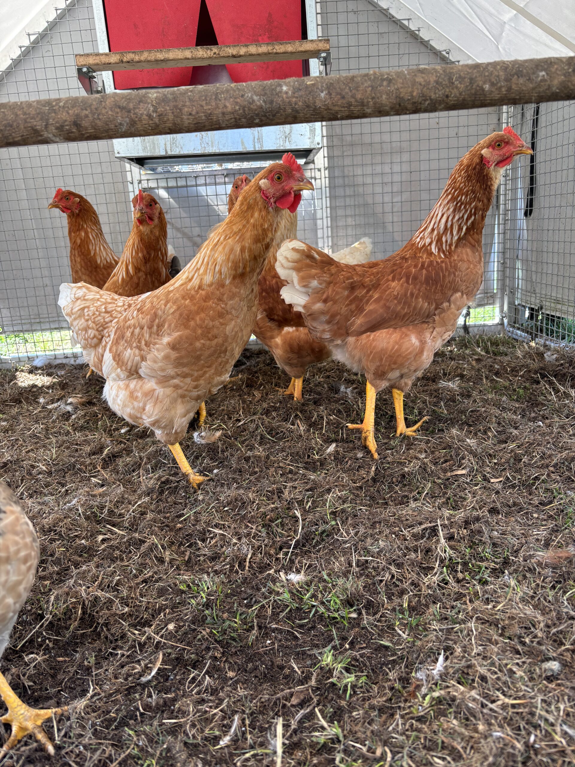 A group of brown and orange chickens inside a wire-fenced coop with straw bedding.