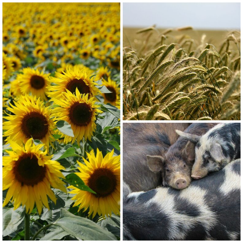 Collage image of a field of sunflowers, a field of ripe wheat, and a group of pigs.
