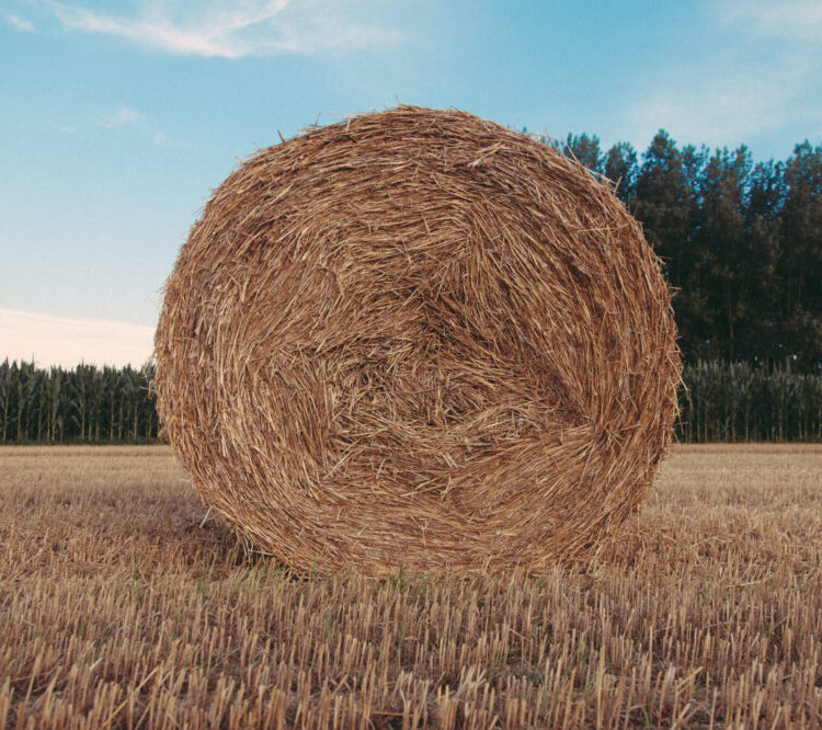 Large round hay bale in field.