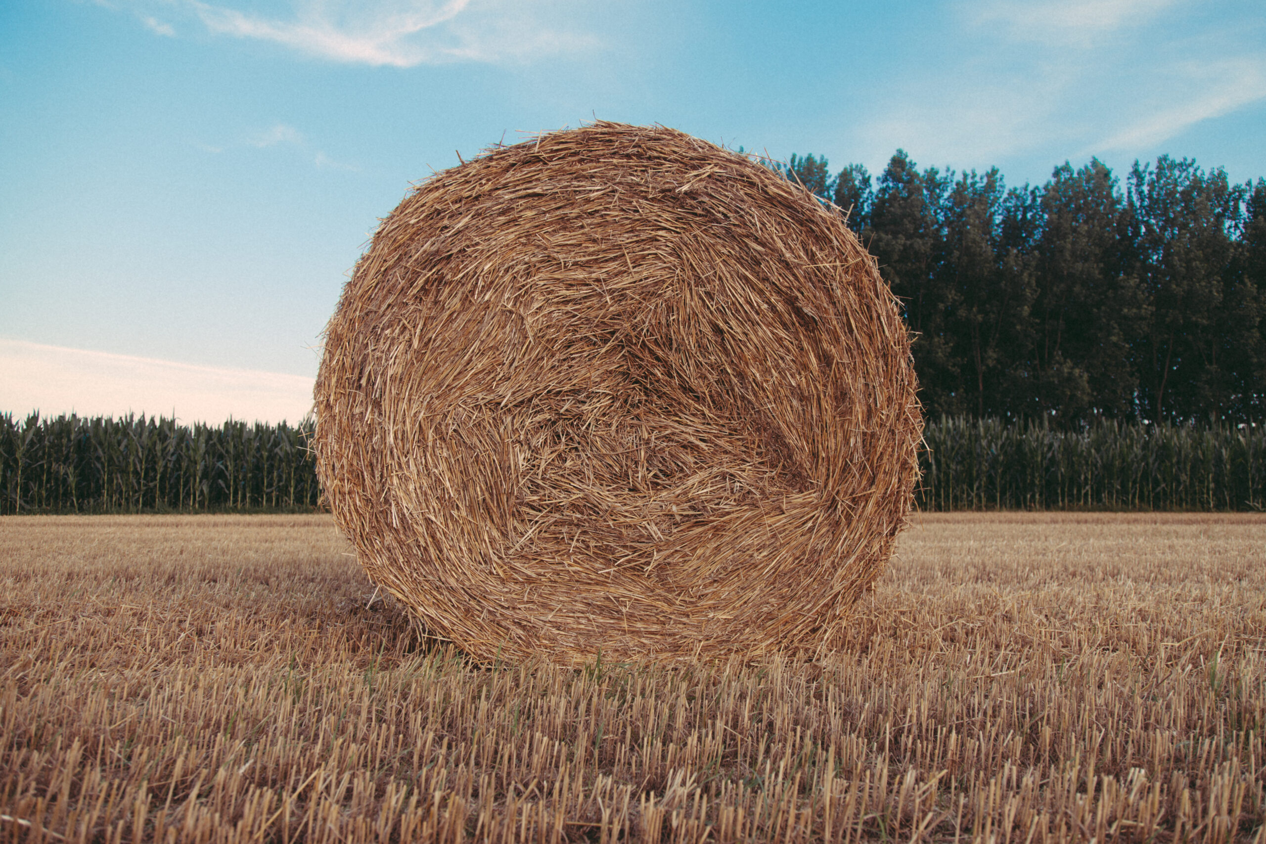 Large round hay bale in field.