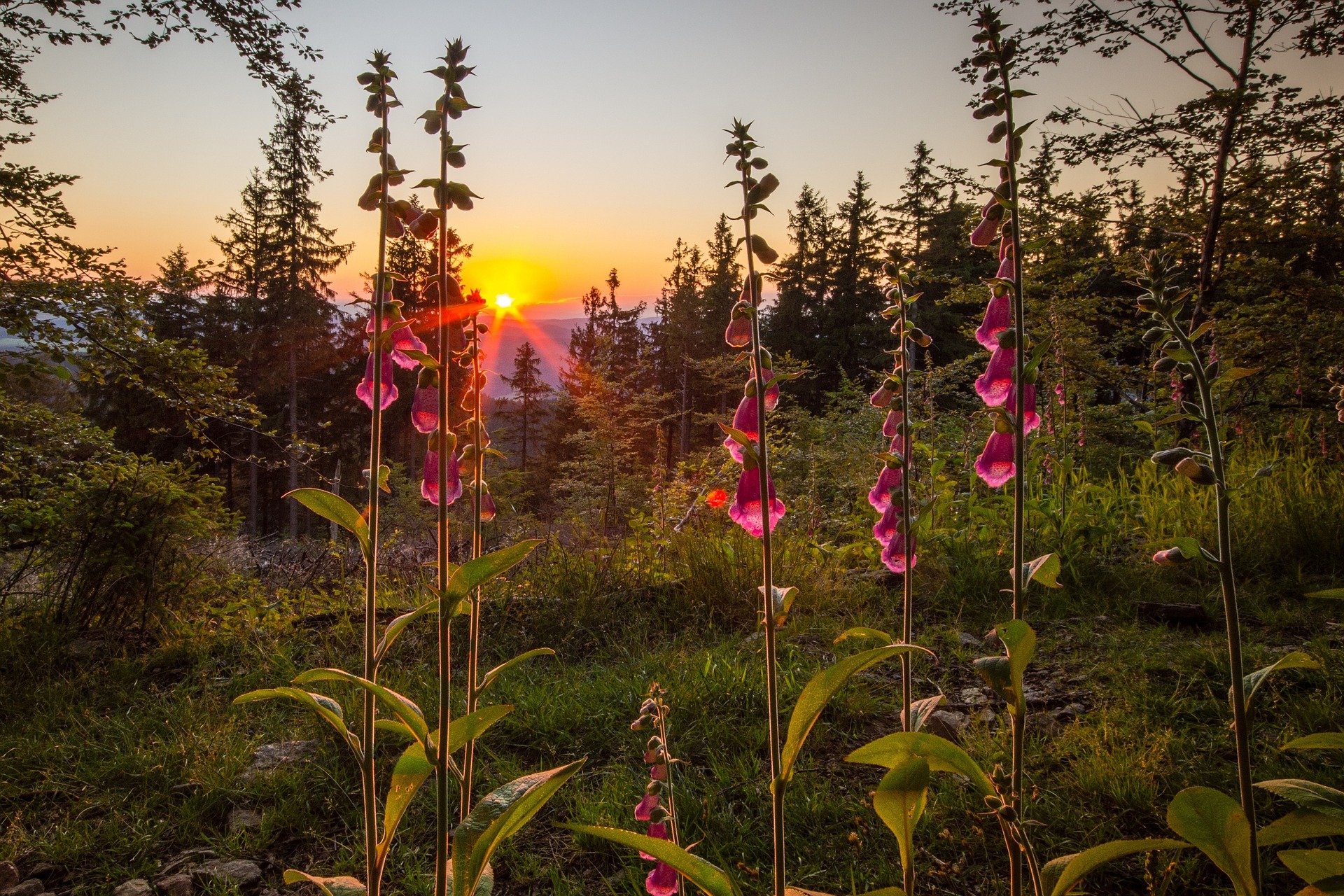 Sunset in the distance with some plants in the foreground.