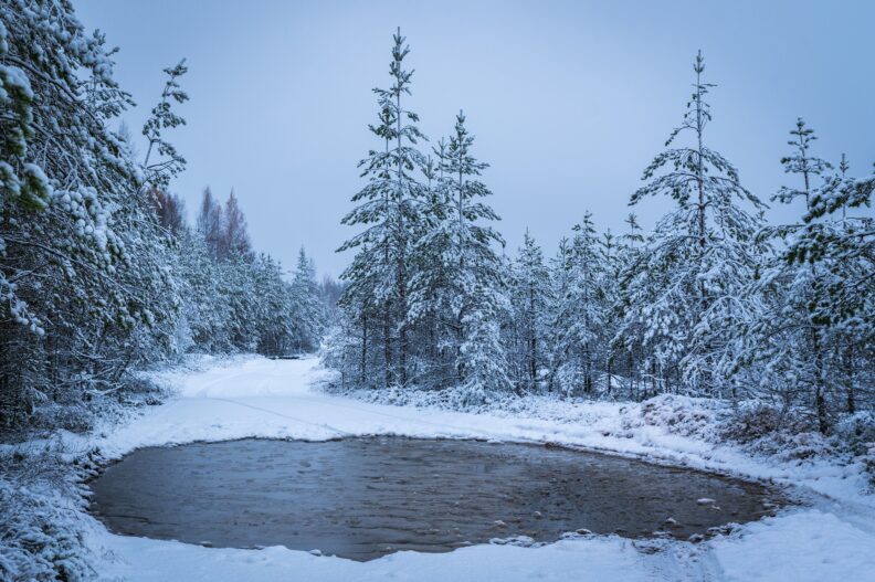 Winter landscape with snowy trees around a small pond