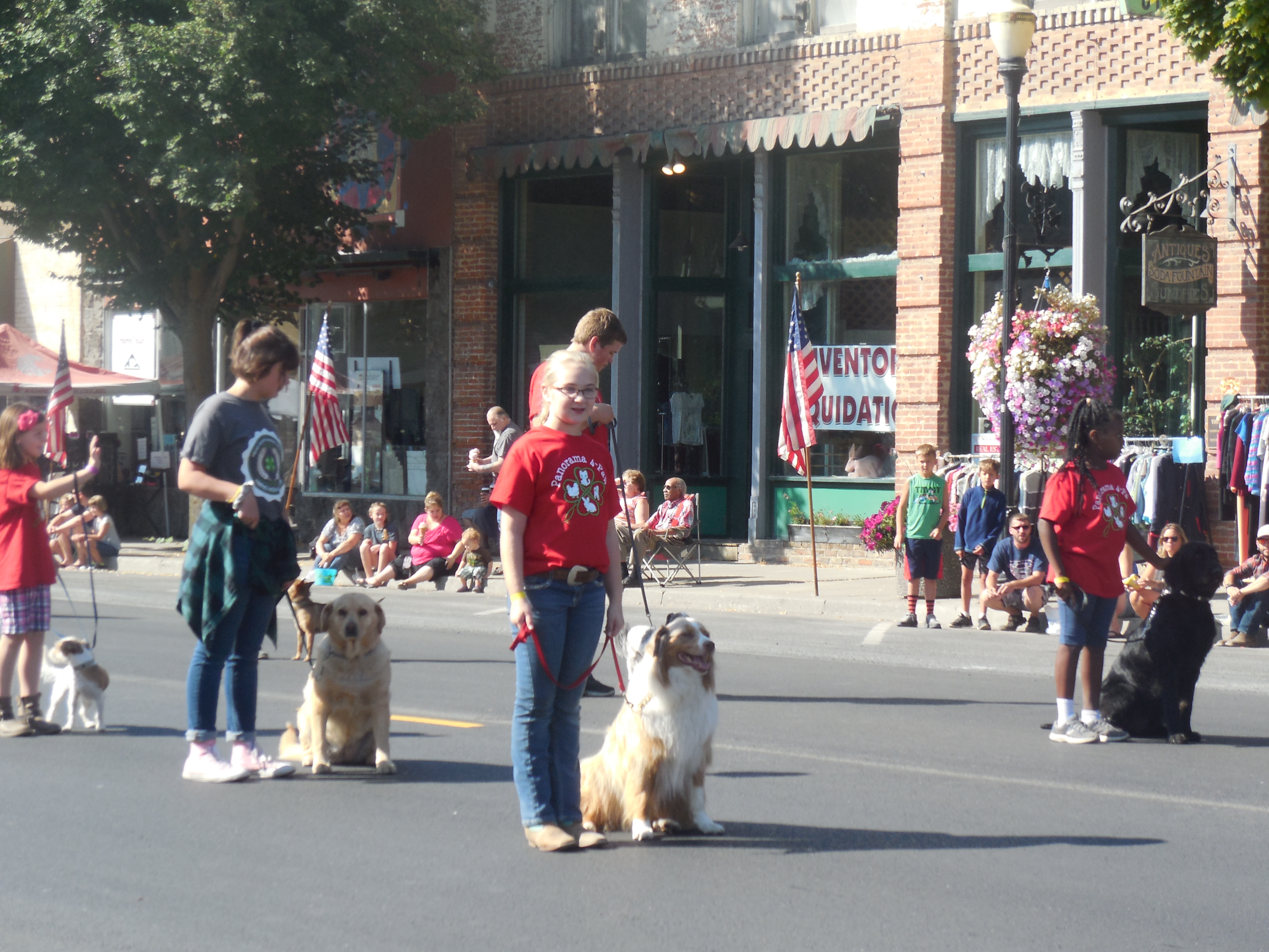 Dogs in the parade