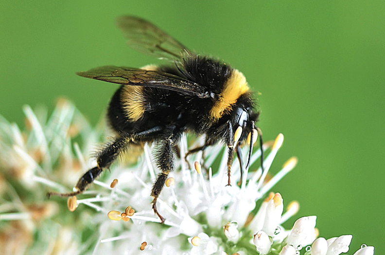 Bumblebee on top of a white flower