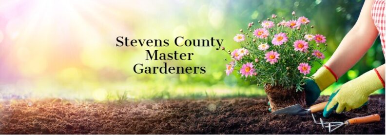 Planting flowers in the dirt. Text: Stevens County Master Gardeners