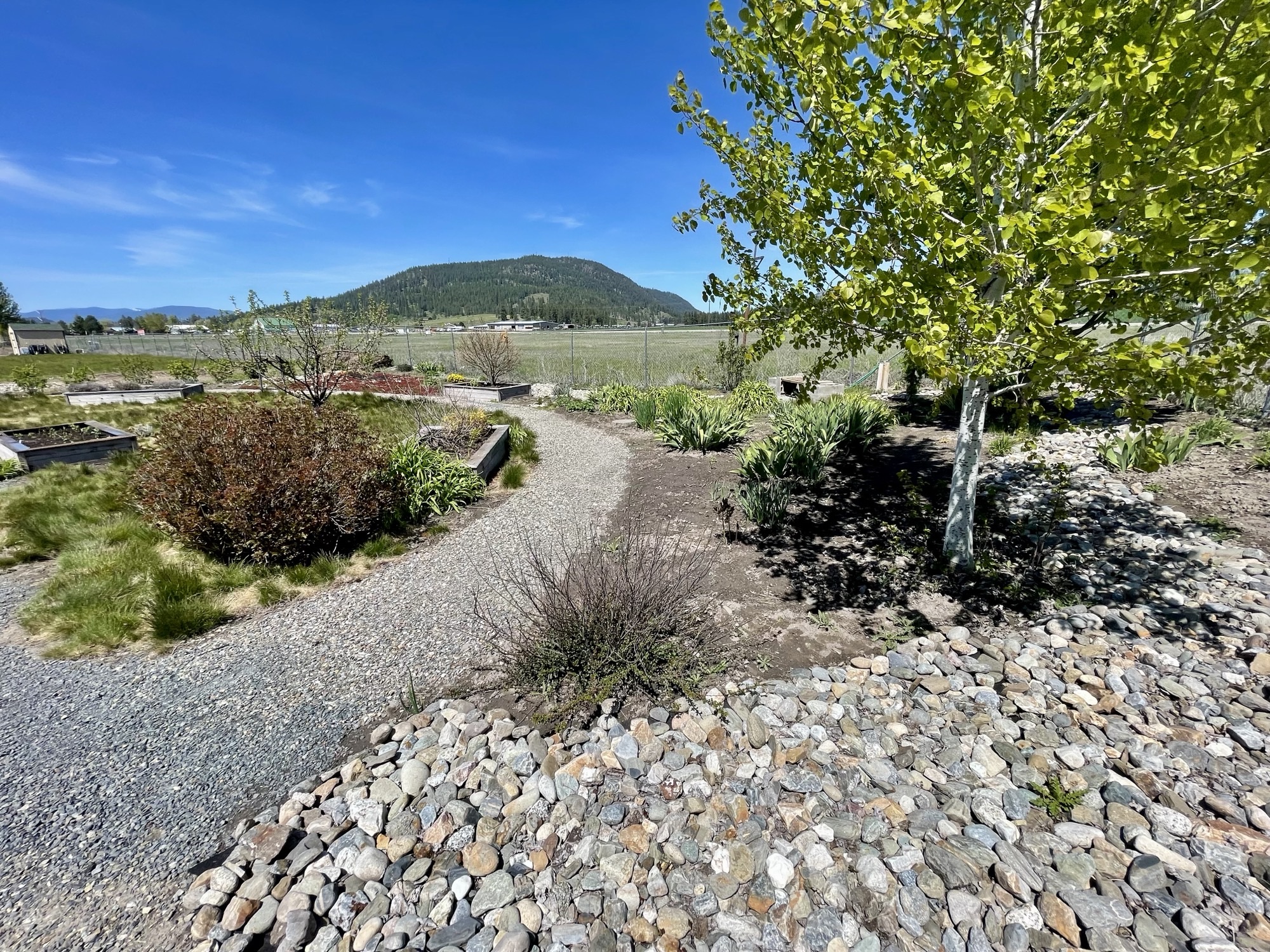 Pathway through the Firewise Demonstration garden located at the Colville Community Garden, showing hardscaping of rocks in the foreground, a tree to the right and a planter box to the left.