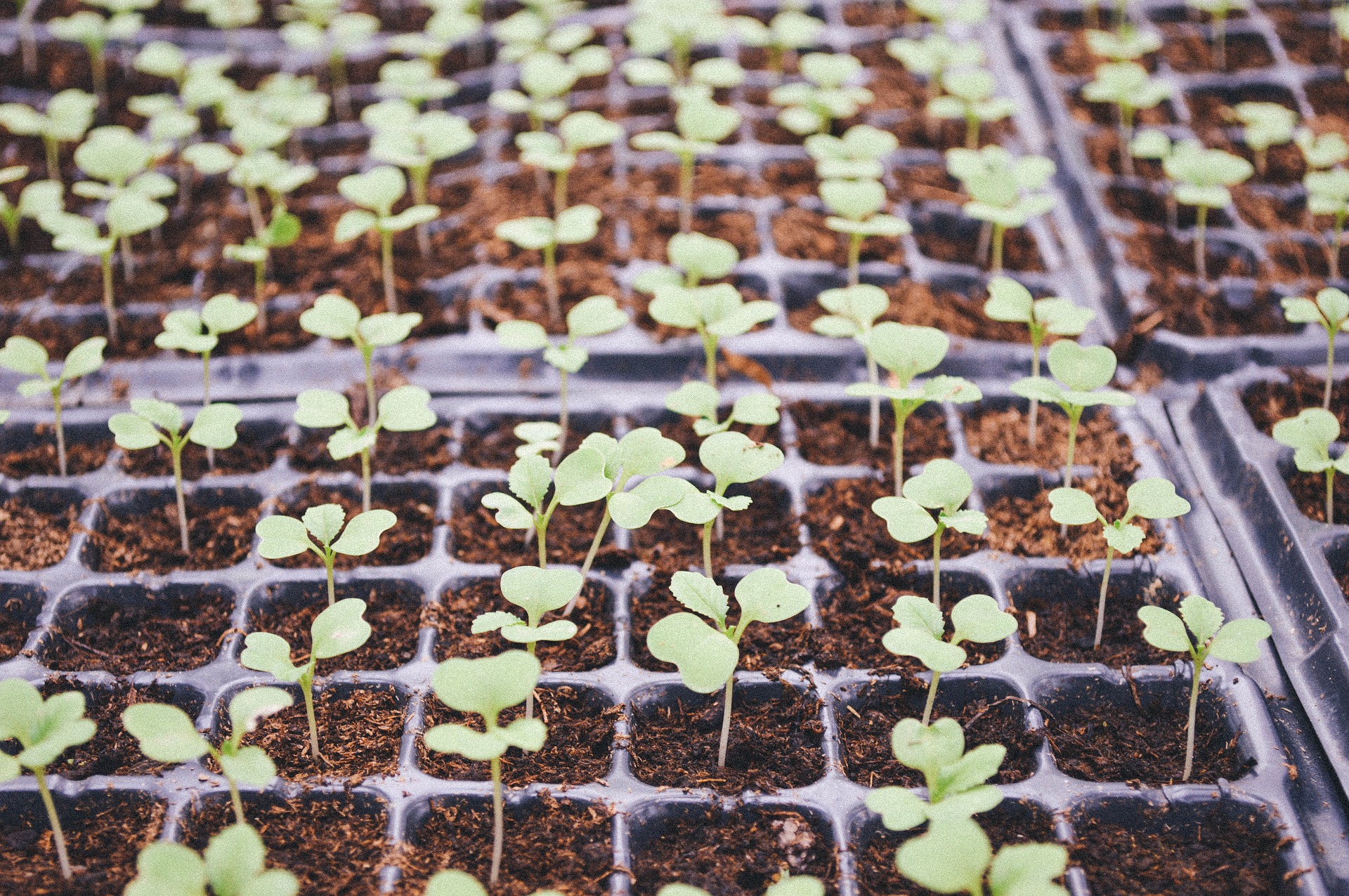 Seedlings in planting trays