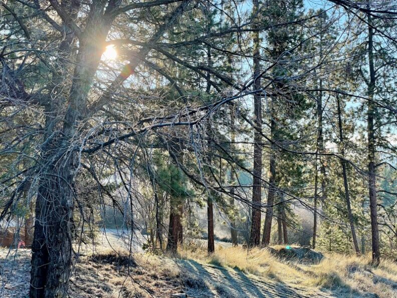 Sunlight through wintry trees standing in frosty brown grass