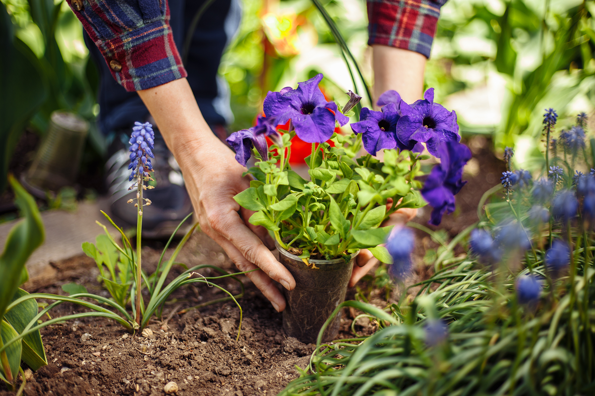Person in a garden planting flowers.