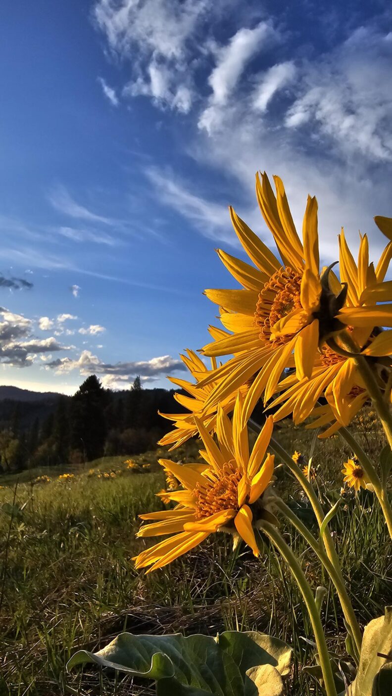 Picture of Yellow Arrowhead Balsamroot flowers on a green hillside against a blue sky with light wispy clouds