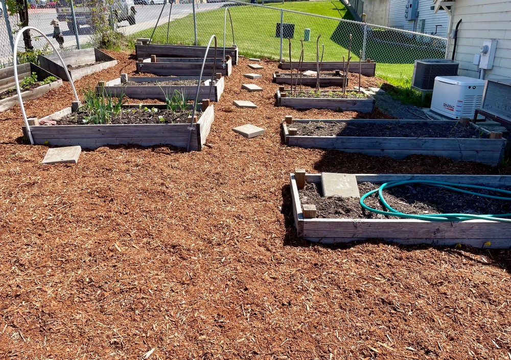 Raised bed garden where the cardboard covered paths have now been covered with bark mulch and pavers.