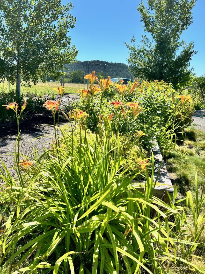 Daylilies blooming at the Firewise Demonstration Garden