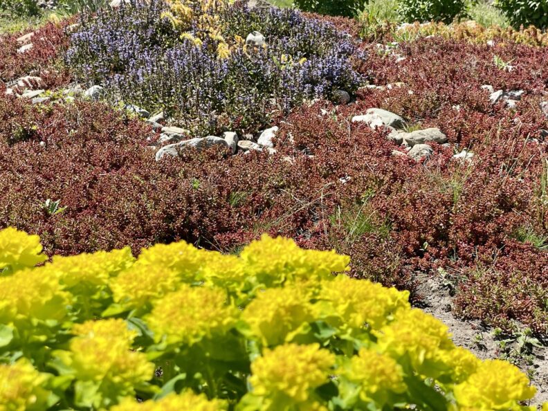 Rock garden with sedums covering the rocks