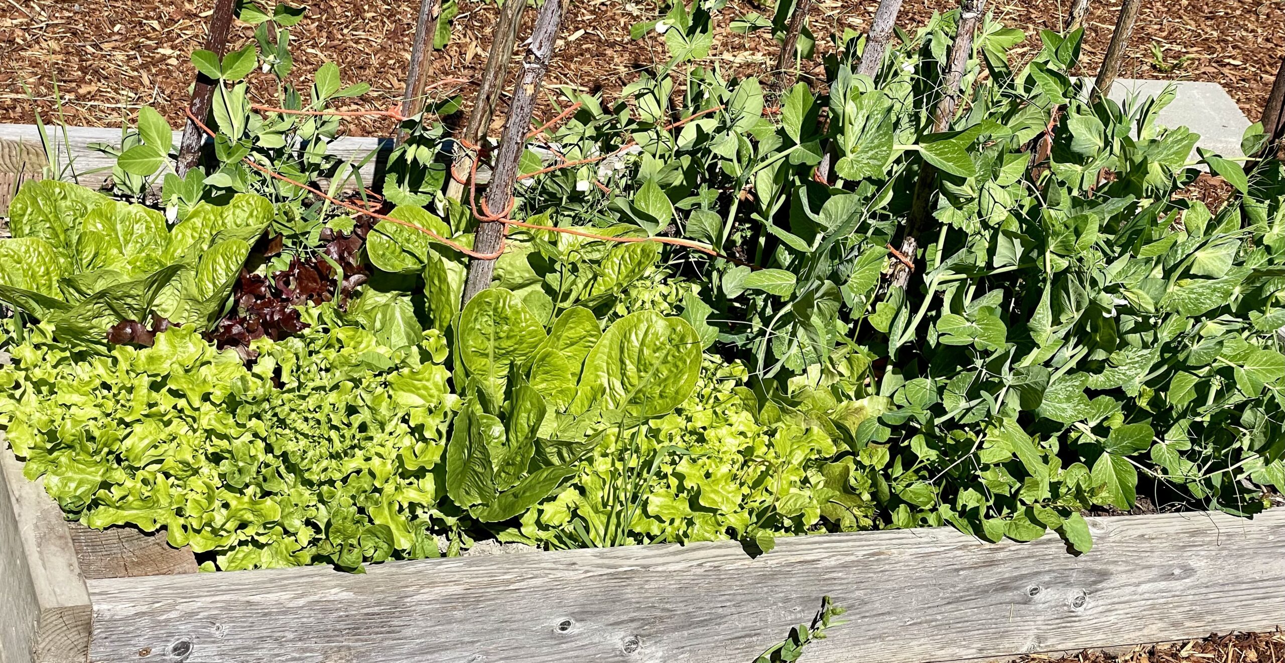 A raised bed garden with a variety of greens and vegetable plants growing well.