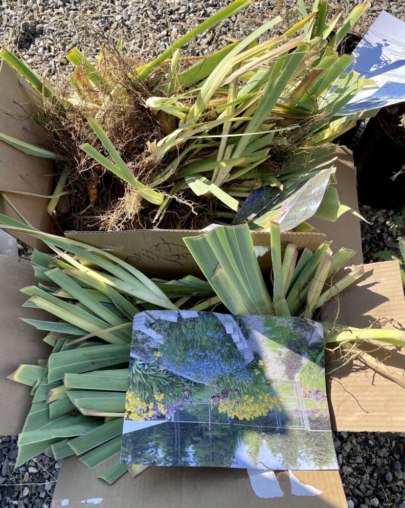 Boxes of Irises donated to the Plant Exchange