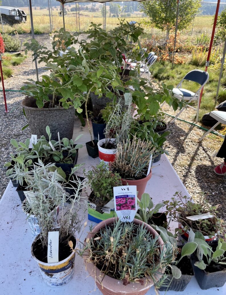 Plants on tables at the Plant Exchange