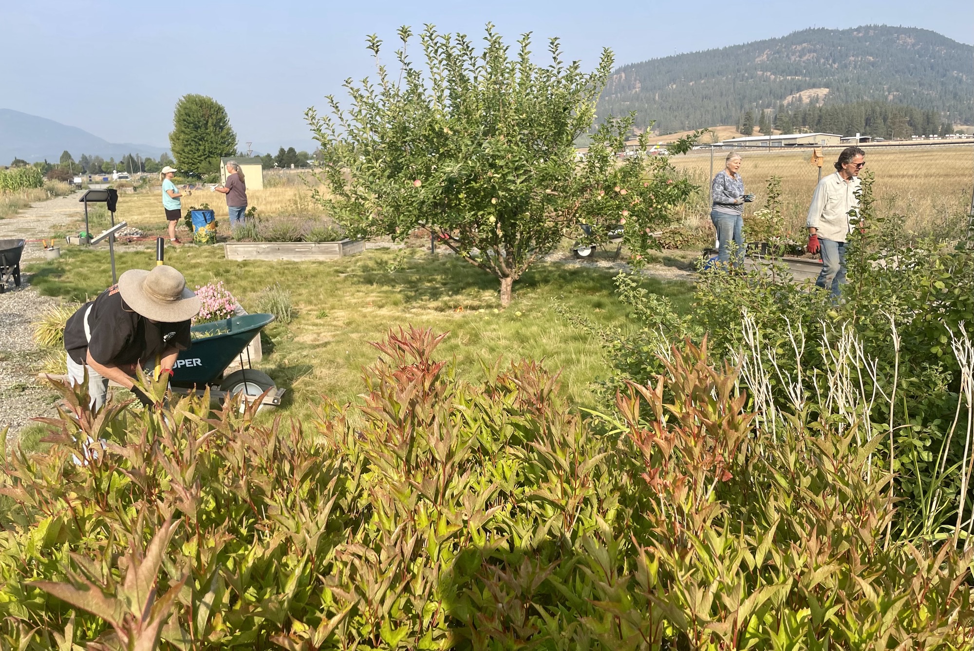 Master Gardeners working on upkeep and maintenance of the Firewise Demonstration Garden