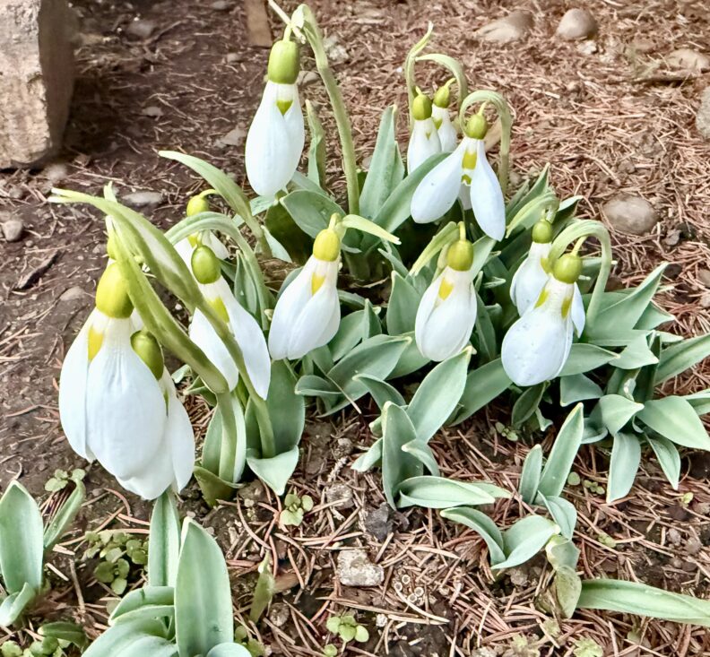 Picture of a grouping of snowdrop flowers emerging from the ground and starting to open.