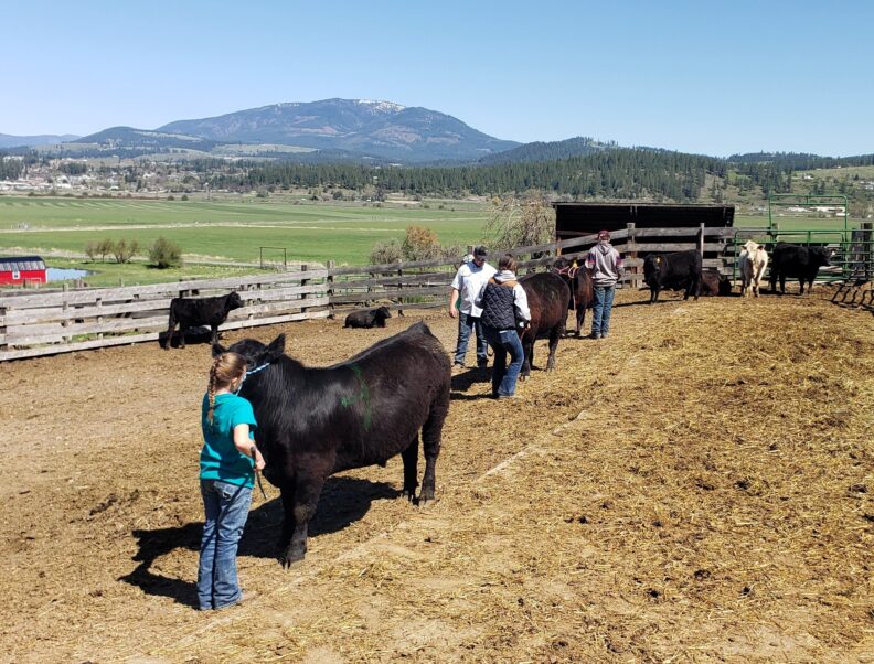 Youth showing cows in a corral in front of a green field and a mountain in the background.