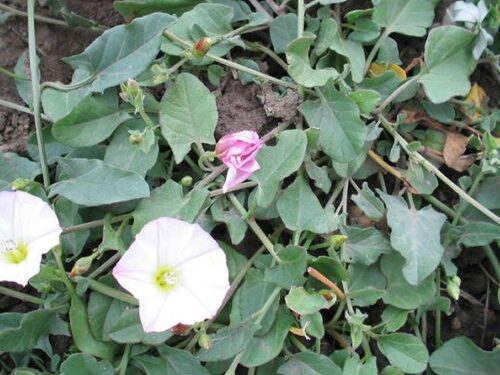 Field Bindweed