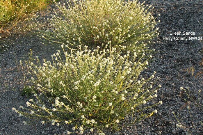 Hoary Alyssum plant mound with small white flowers