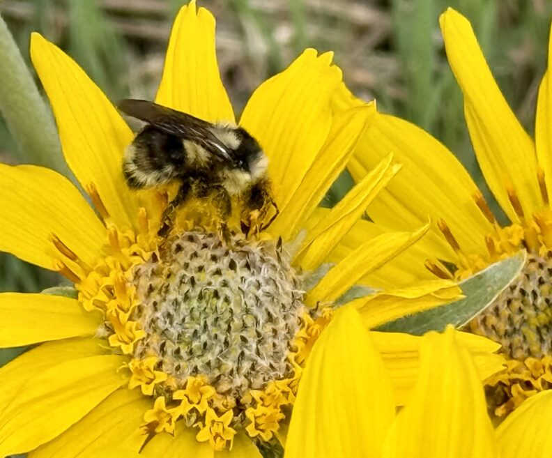 Bumblebee pollinating an Arrowleaf Balsamroot flower