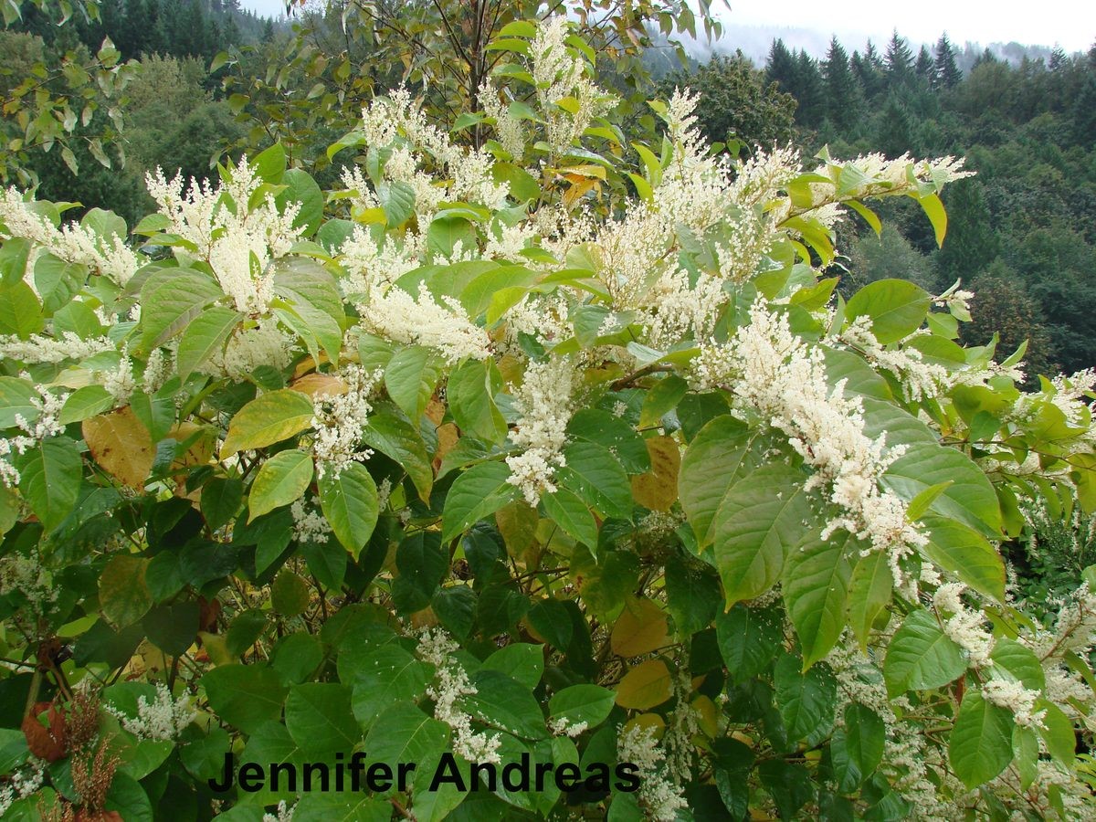 Japanese Knotweed shrub with white flowers along the branches