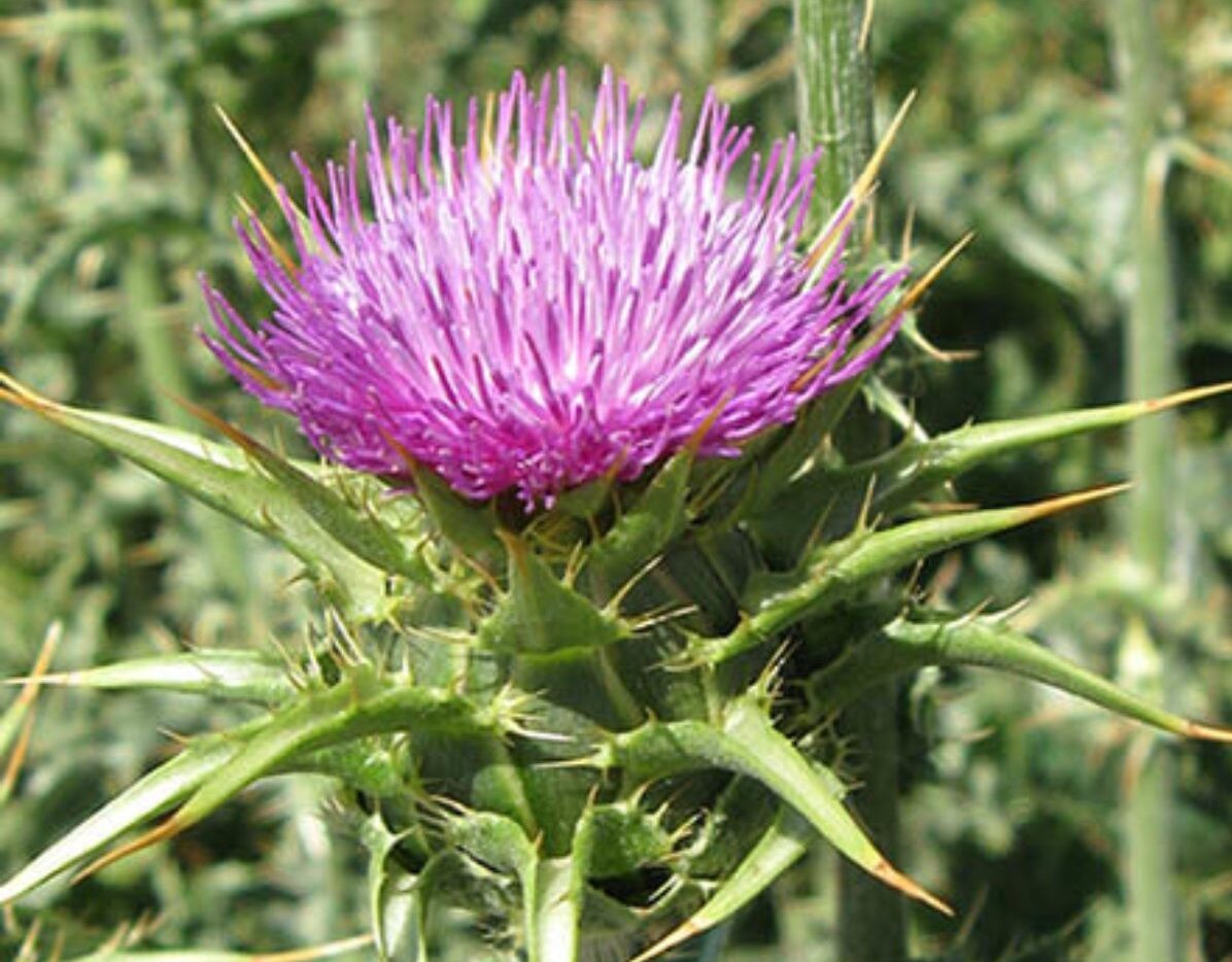 Milk Thistle pink flower with spiky leaves