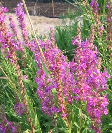 Purple Loosestrife flowers