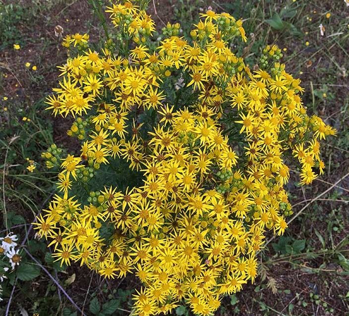 Tansy Ragwort weed