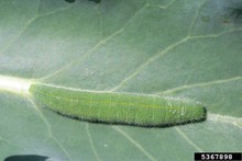 Green Cabbage worm on a cabbage leaf