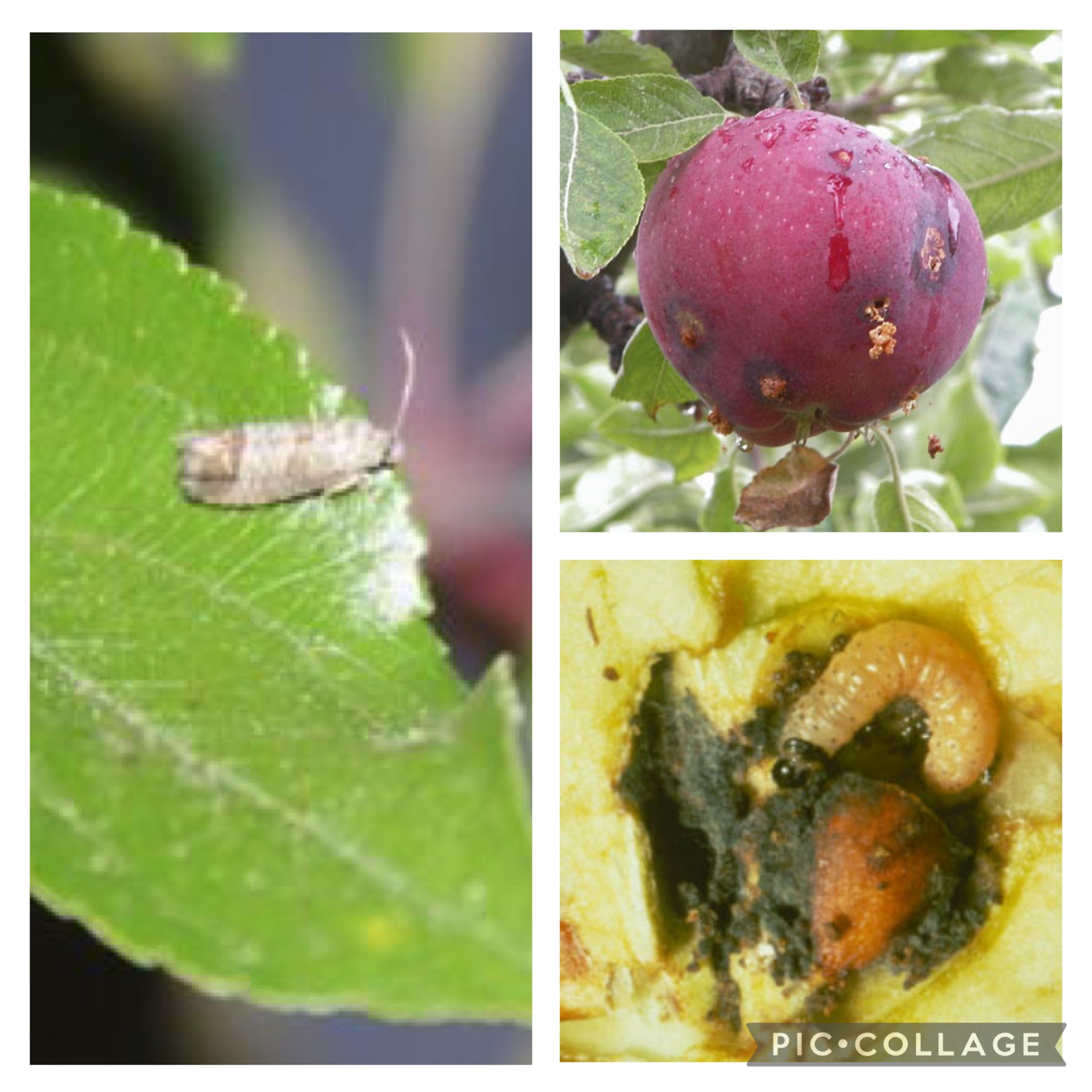 Codling Moth - Photo collage including adult moth, Apple fruit with codling moth damage on it, and codling moth larva